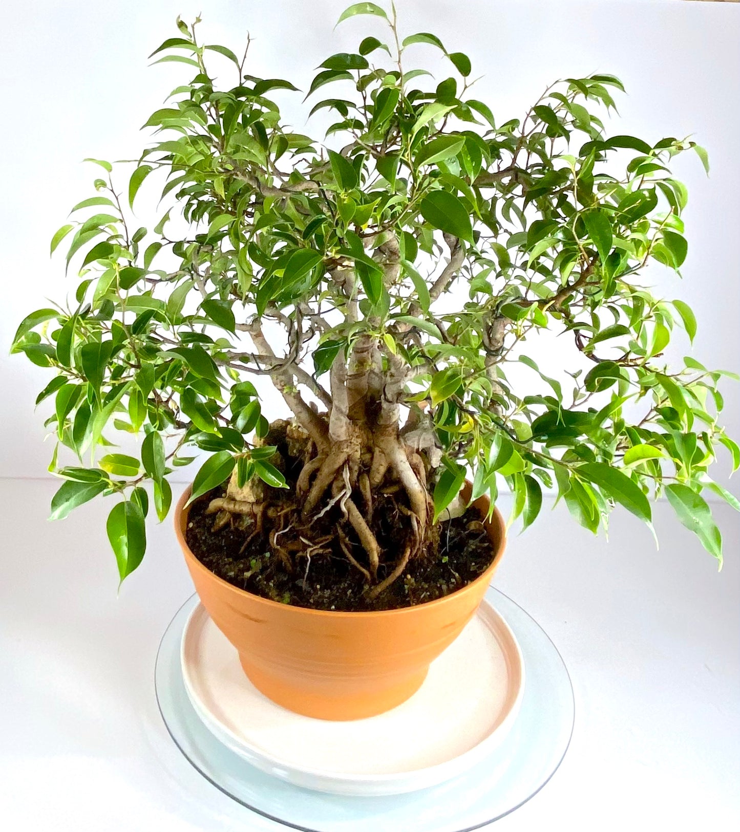 Katade-mochi Ficus Benjamina Bonsai