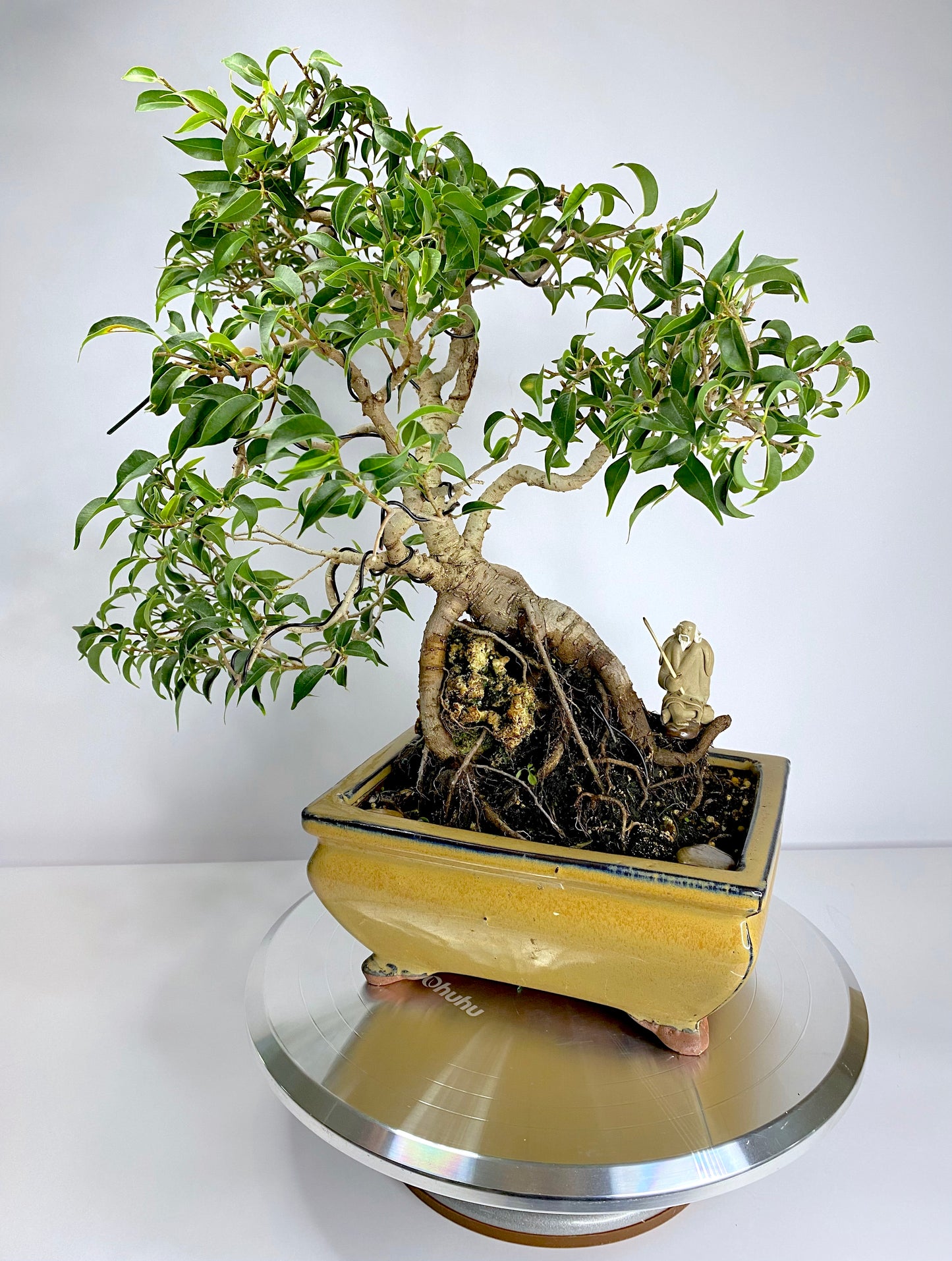 Katade-mochi Ficus Benjamina Bonsai