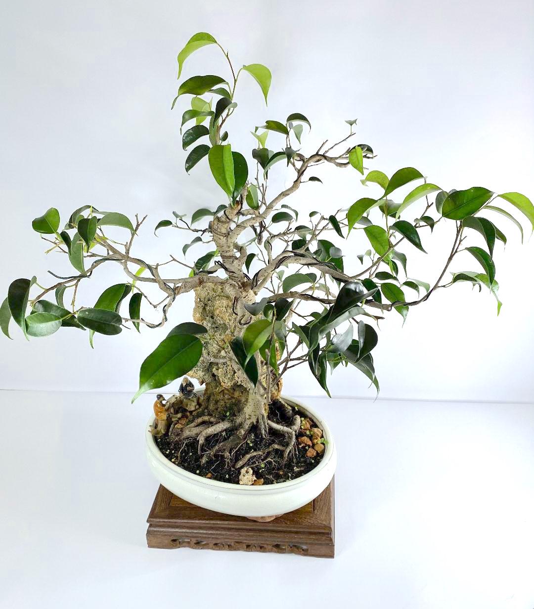Katade-mochi Ficus Benjamina Bonsai