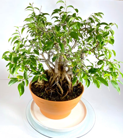Katade-mochi Ficus Benjamina Bonsai