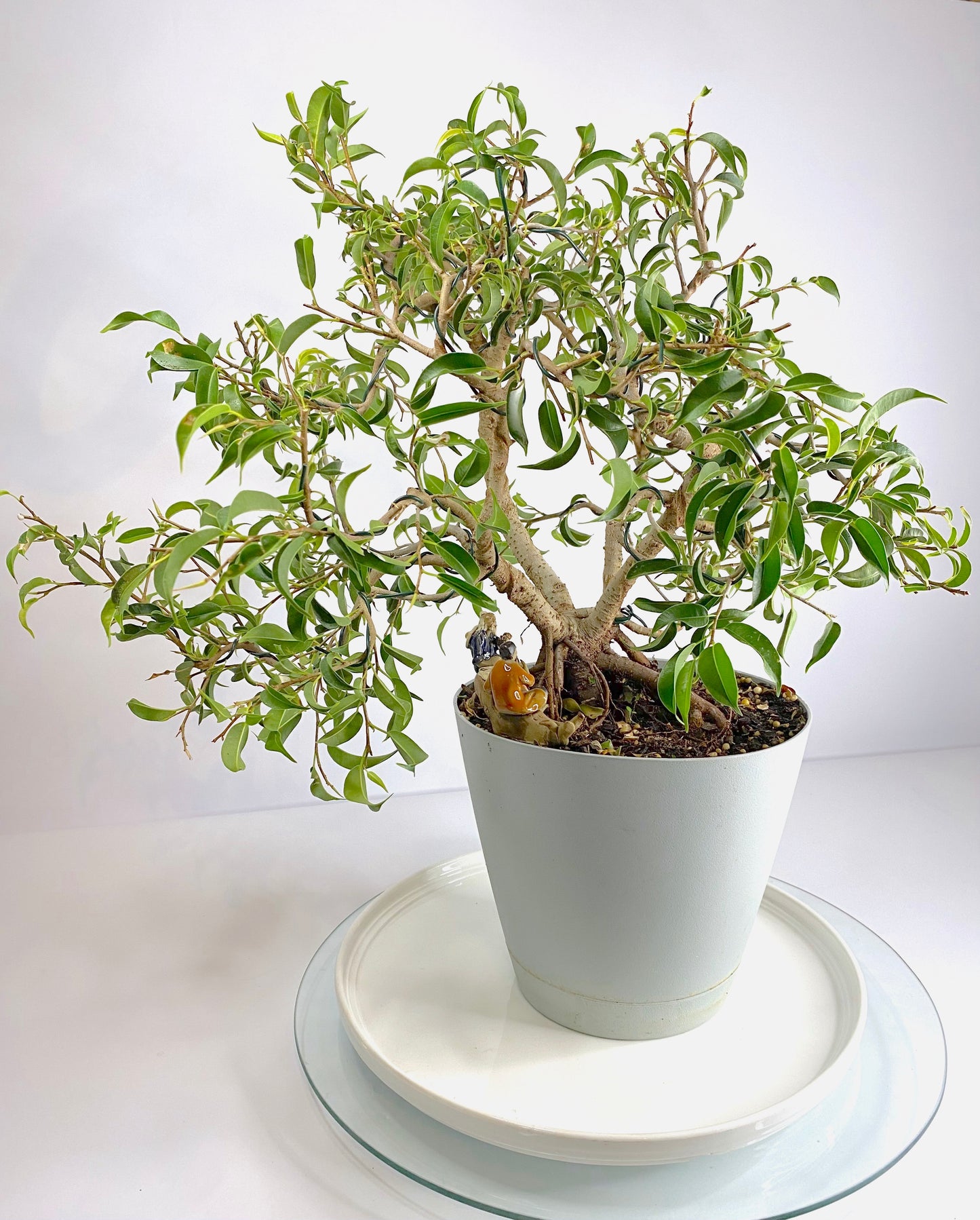 Komono Ficus Benjamina Bonsai