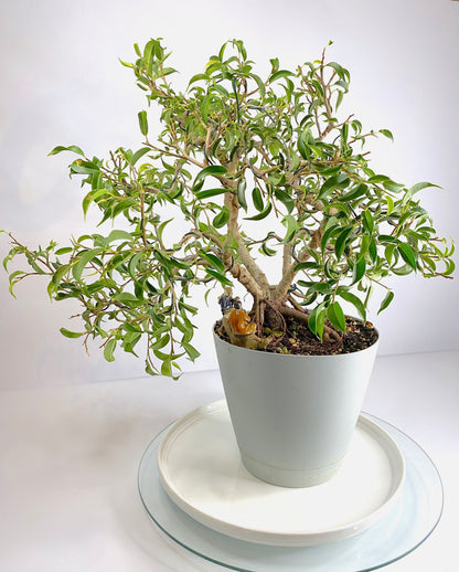 Komono Ficus Benjamina Bonsai