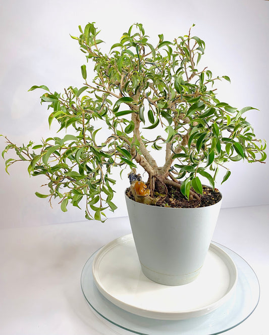 Komono Ficus Benjamina Bonsai
