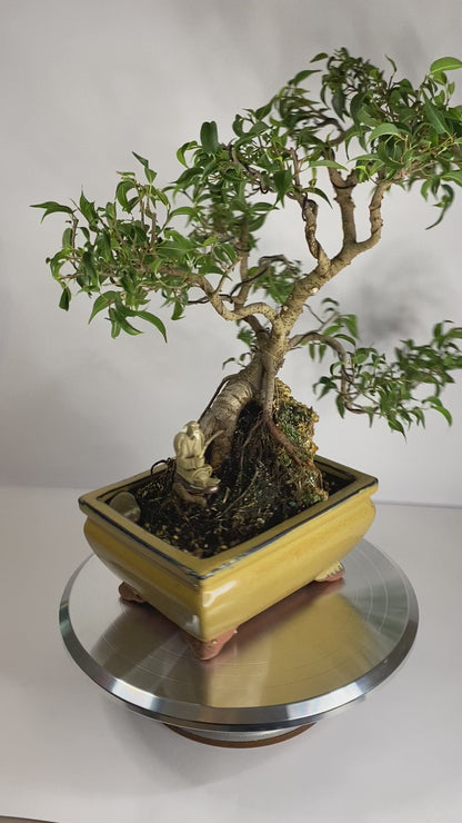 Katade-mochi Ficus Benjamina Bonsai