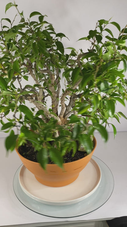 Katade-mochi Ficus Benjamina Bonsai
