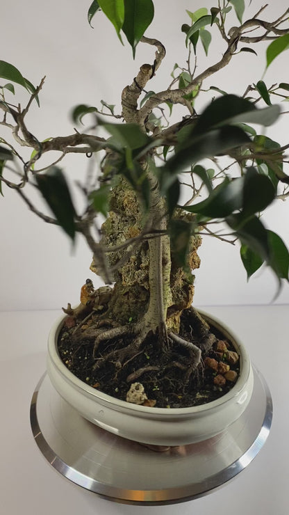 Katade-mochi Ficus Benjamina Bonsai