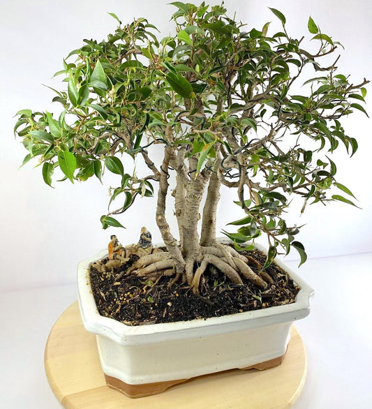 Katade-mochi Ficus Benjamina Bonsai