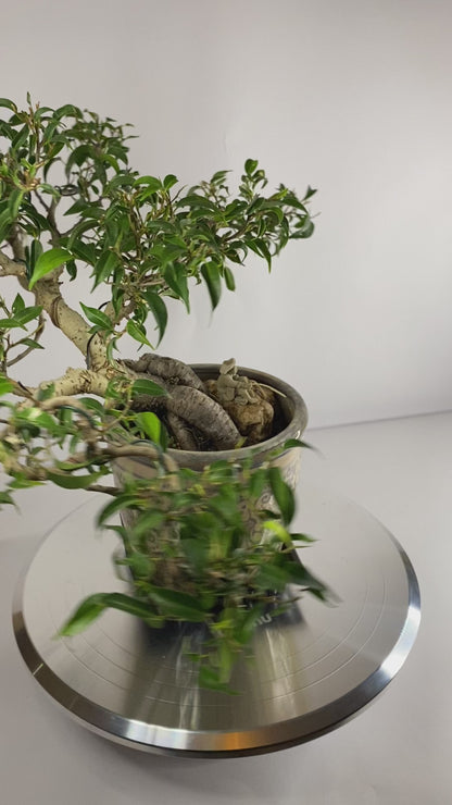 Shohin Ficus Benjamina Bonsai