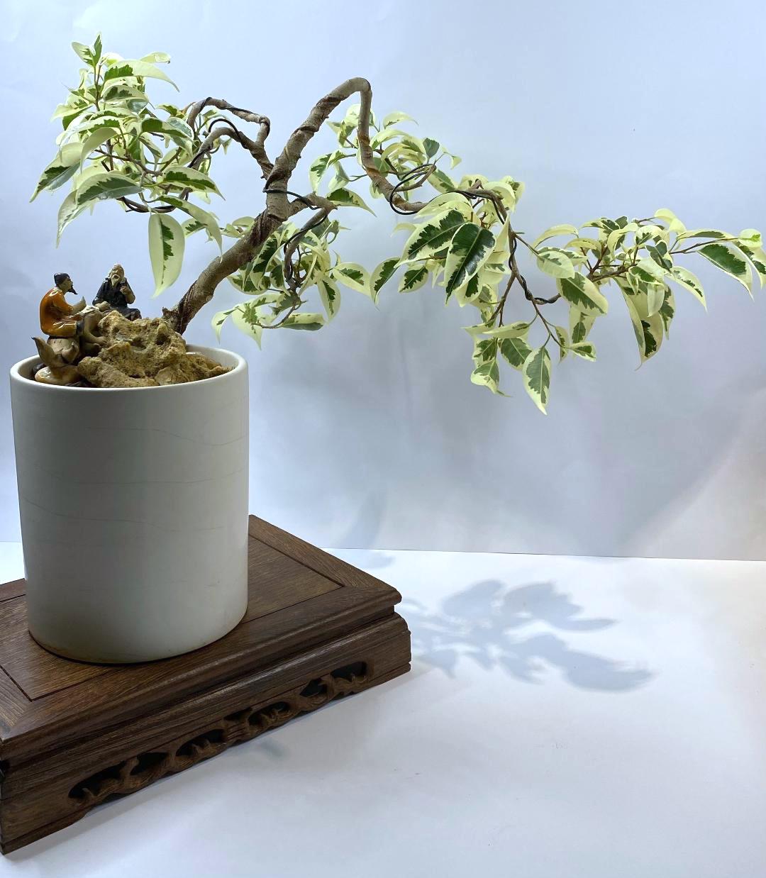 Shohin Ficus Benjamina Variegata Bonsai