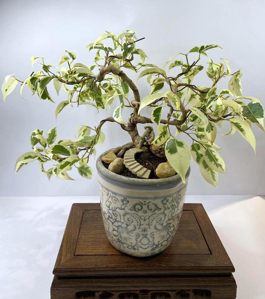 Shohin Ficus Benjamina Variegata Bonsai