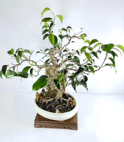Katade-mochi Ficus Benjamina Bonsai