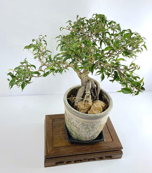 Shohin Ficus Benjamina Bonsai