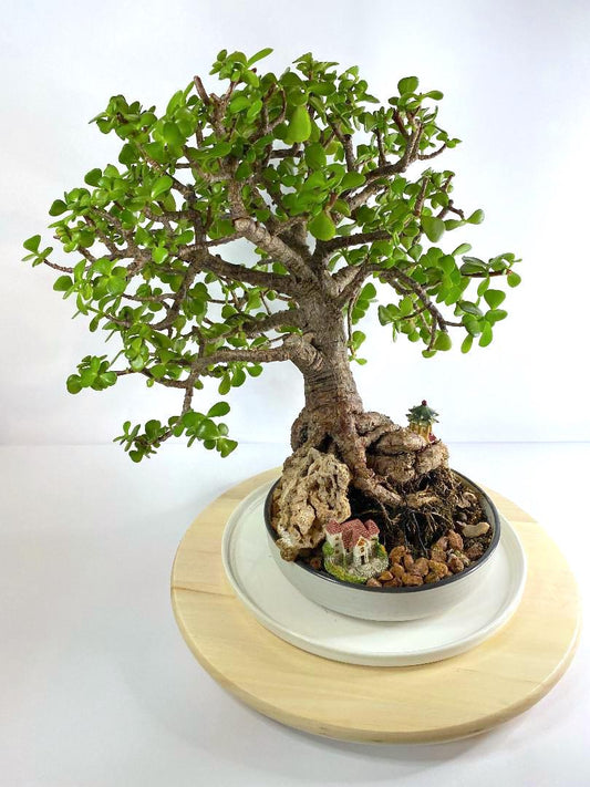 Katade-mochi Portulacaria Afra Bonsai