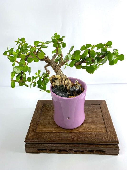 Mame Portulacaria Afra Bonsai