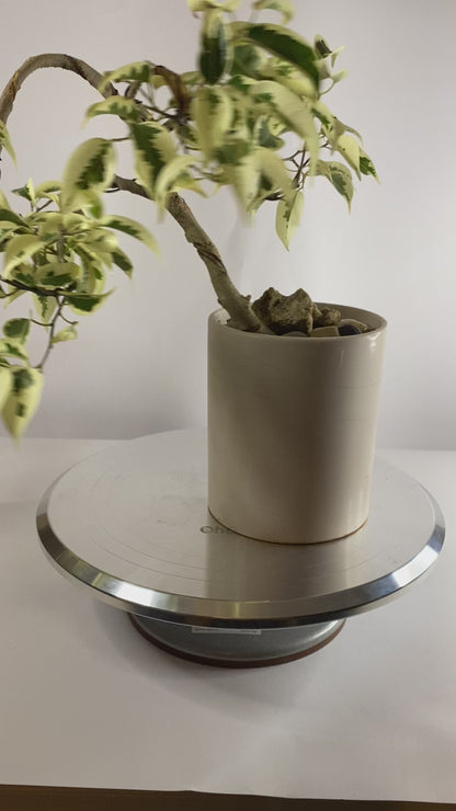 Shohin Ficus Benjamina Variegata Bonsai