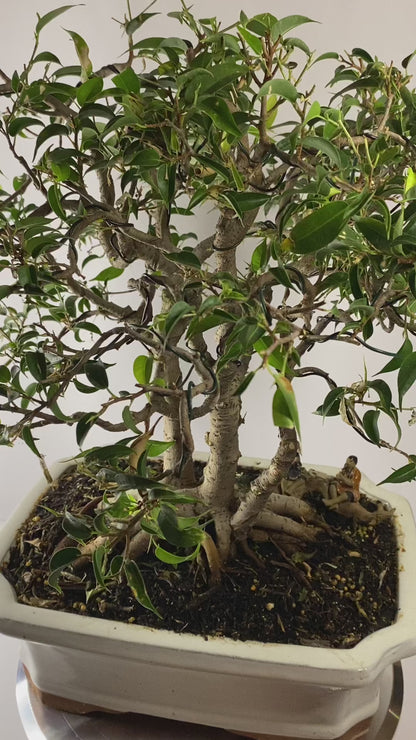 Katade-mochi Ficus Benjamina Bonsai