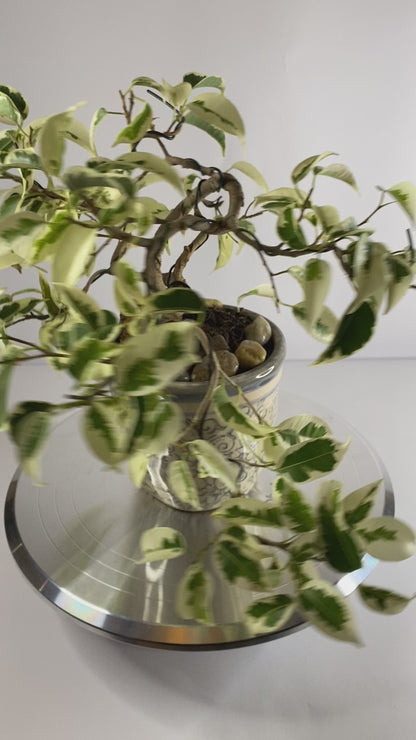 Shohin Ficus Benjamina Variegata Bonsai